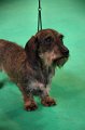 Crufts2010 451